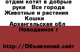 отдам котят в добрые руки - Все города Животные и растения » Кошки   . Архангельская обл.,Новодвинск г.